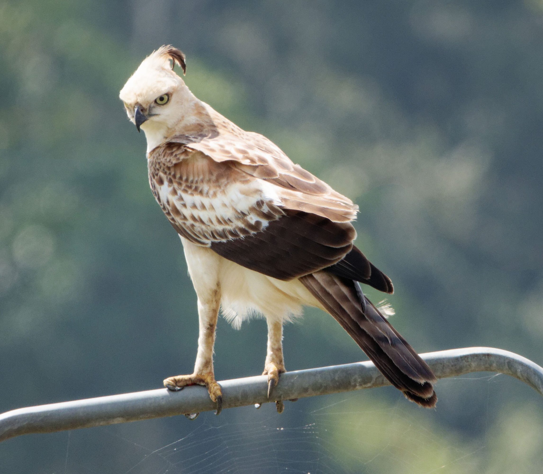 Crested Hawk Eagle Gal Oya