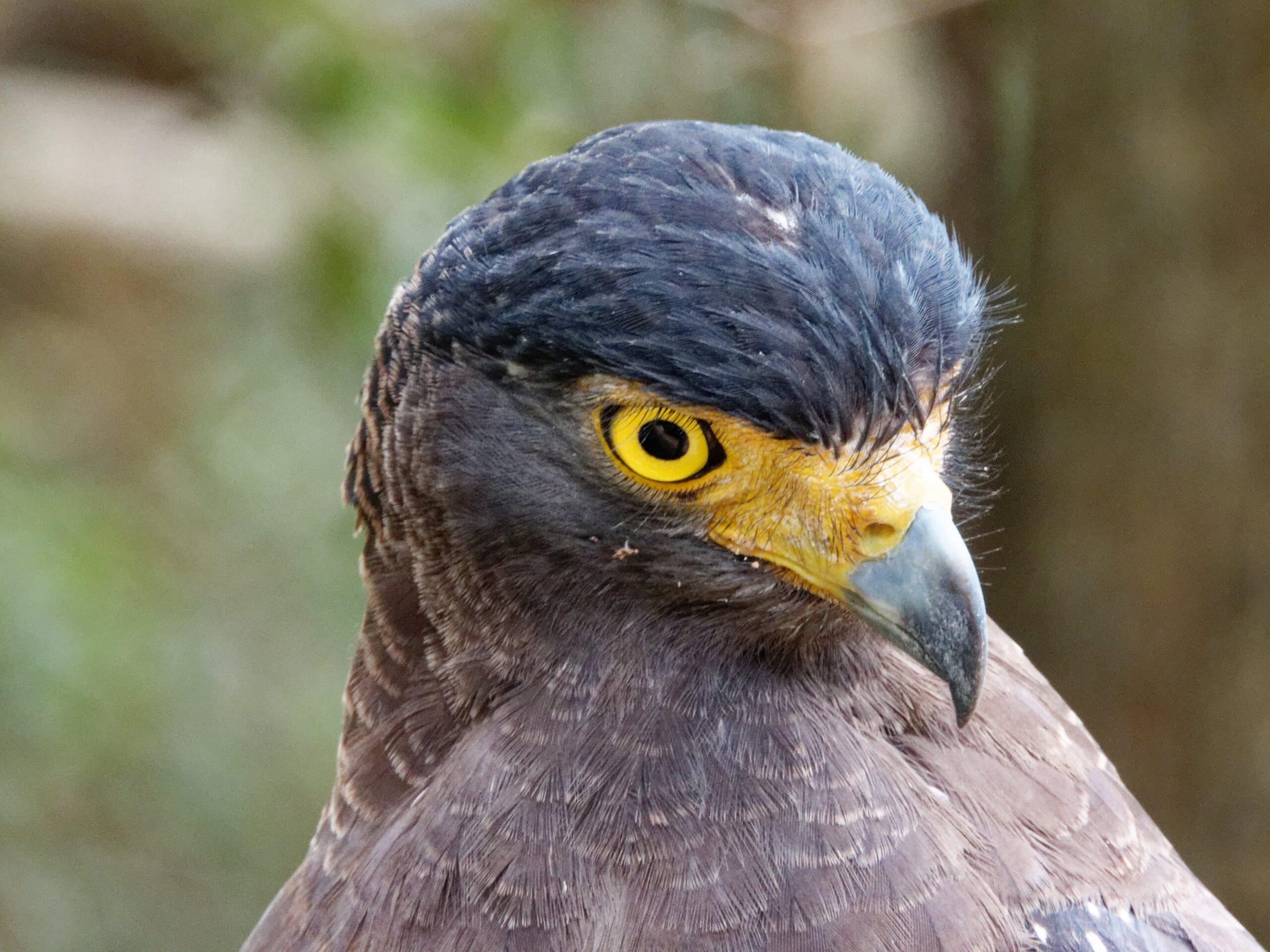 Crested Serpent Eagle Wilpattu