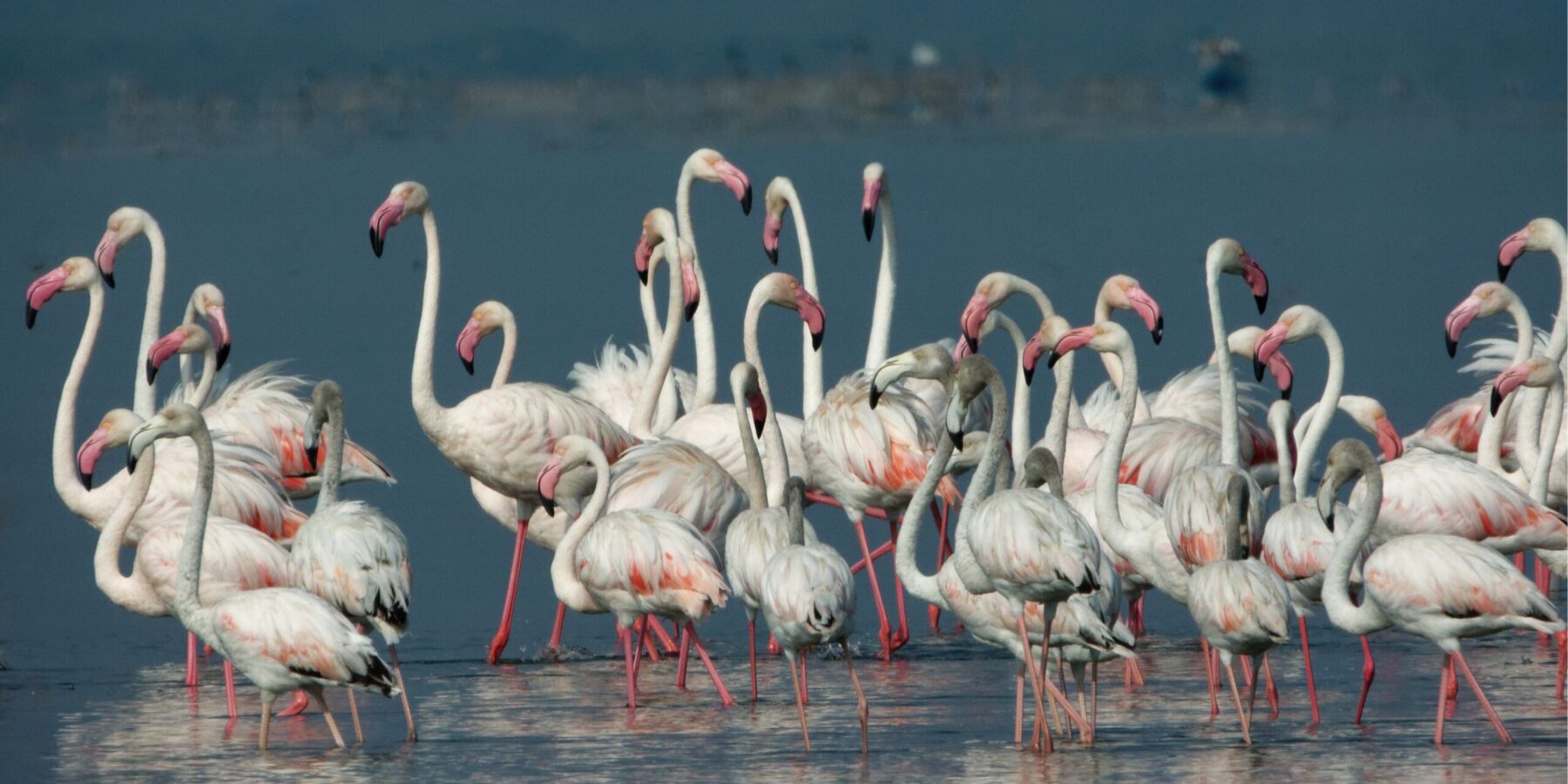 Flamingos in Jaffna