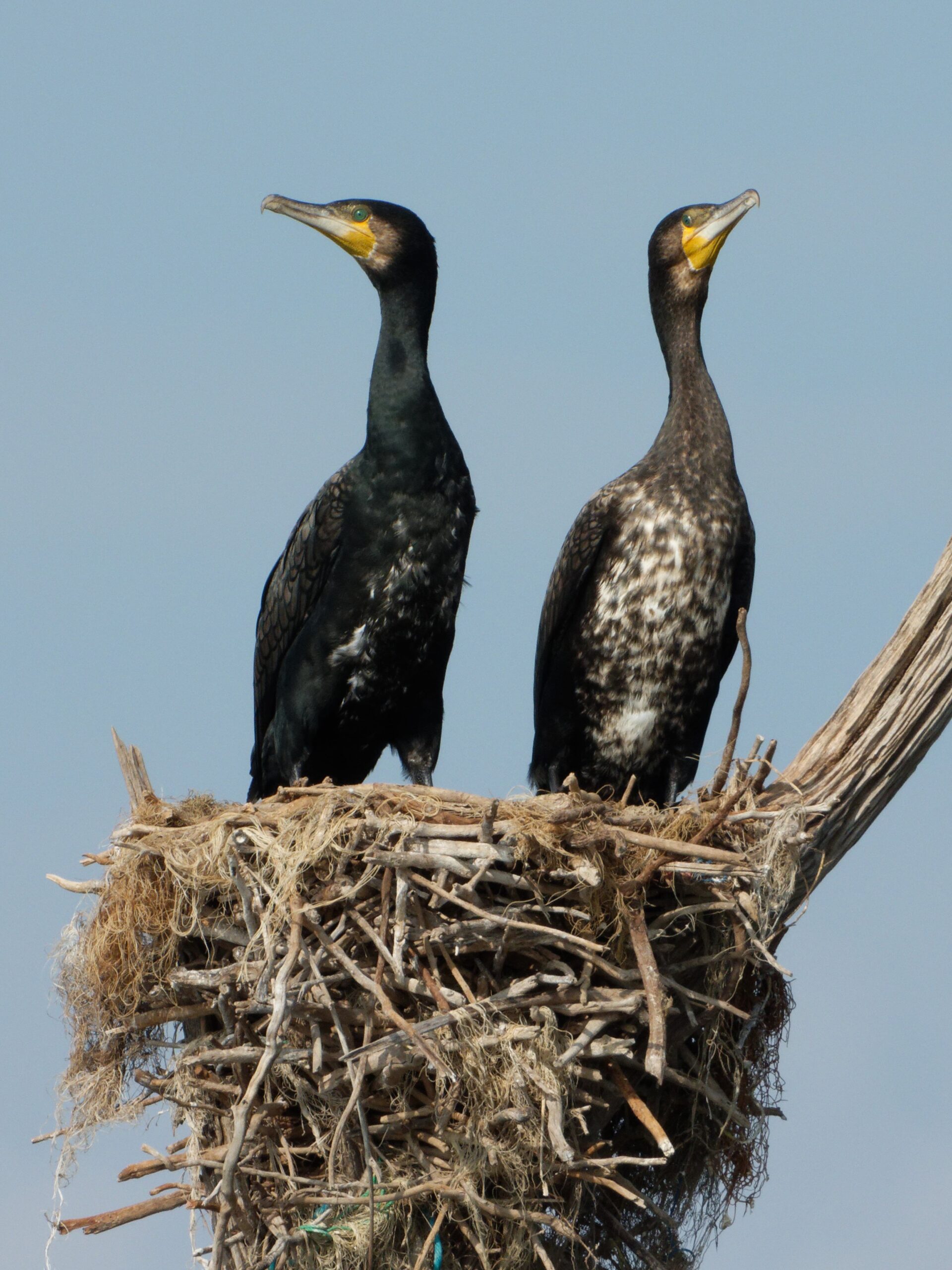 Great Cormorant Gal Oya