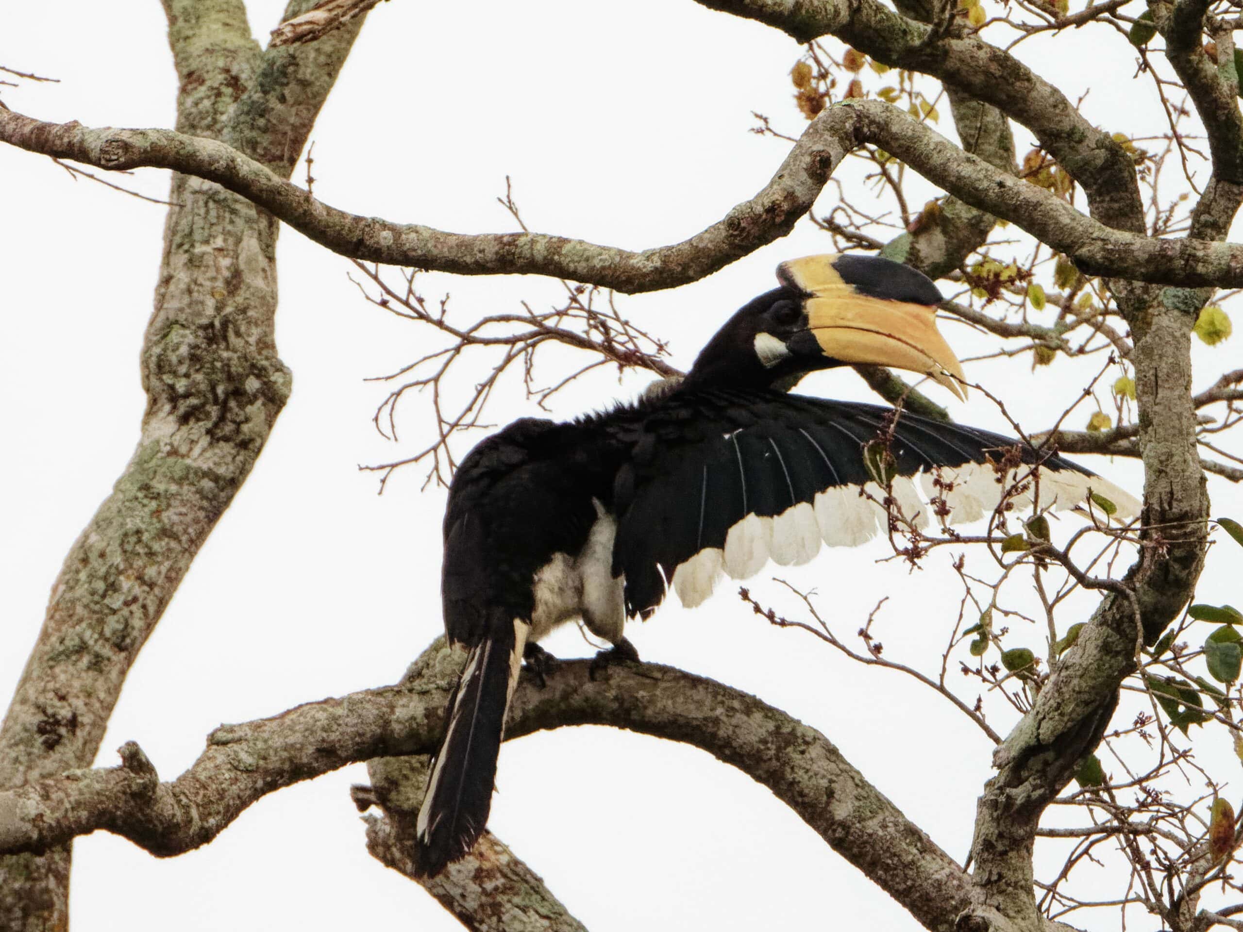 Oriental Pied Hornbill Wilpattu