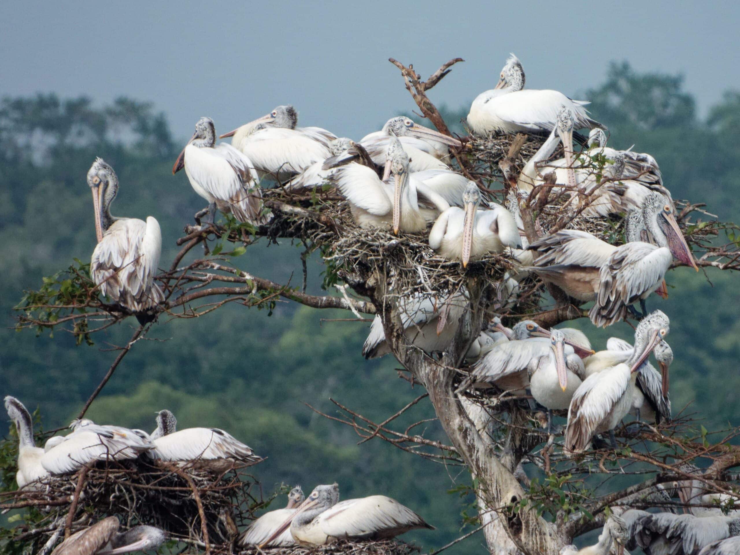 Pelicans in Wilpattu