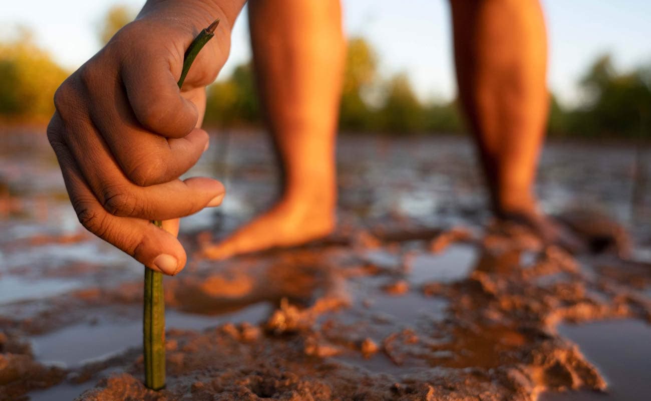 SeaTrees regenerates ocean health by planting and protecting ‘blue-carbon’ coastal ecosystems around the world.