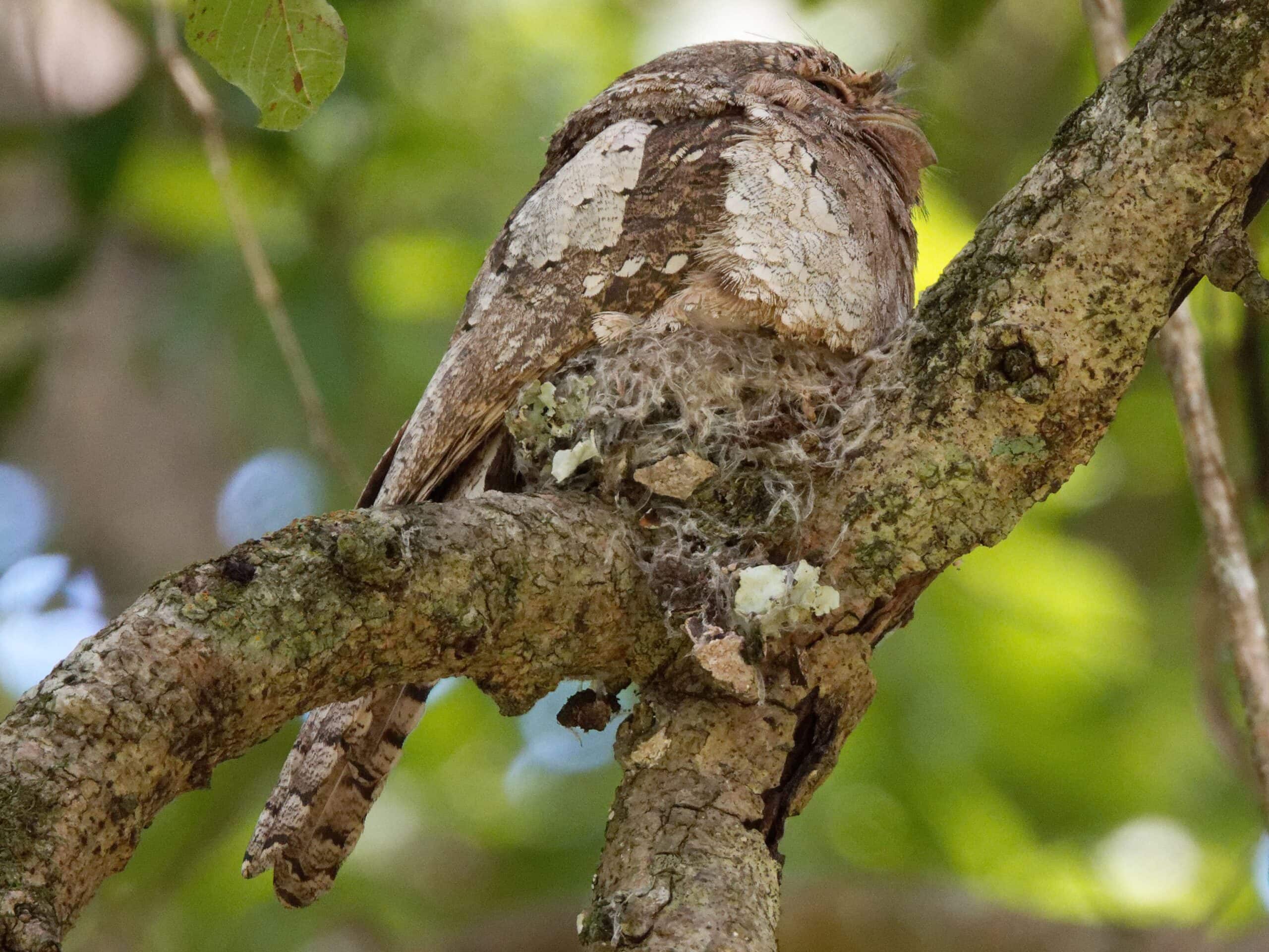 Sri Lankan Frogmouth on nest Gal Oya