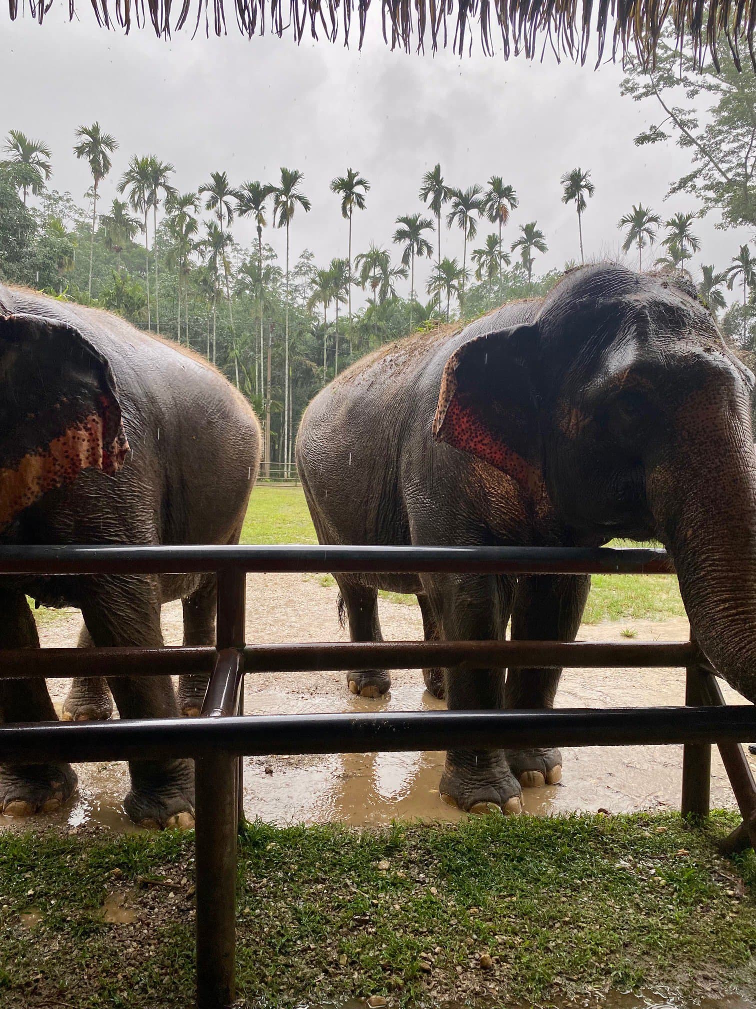 Resident Elephants at Elephant Hills in Khao Sok National Park