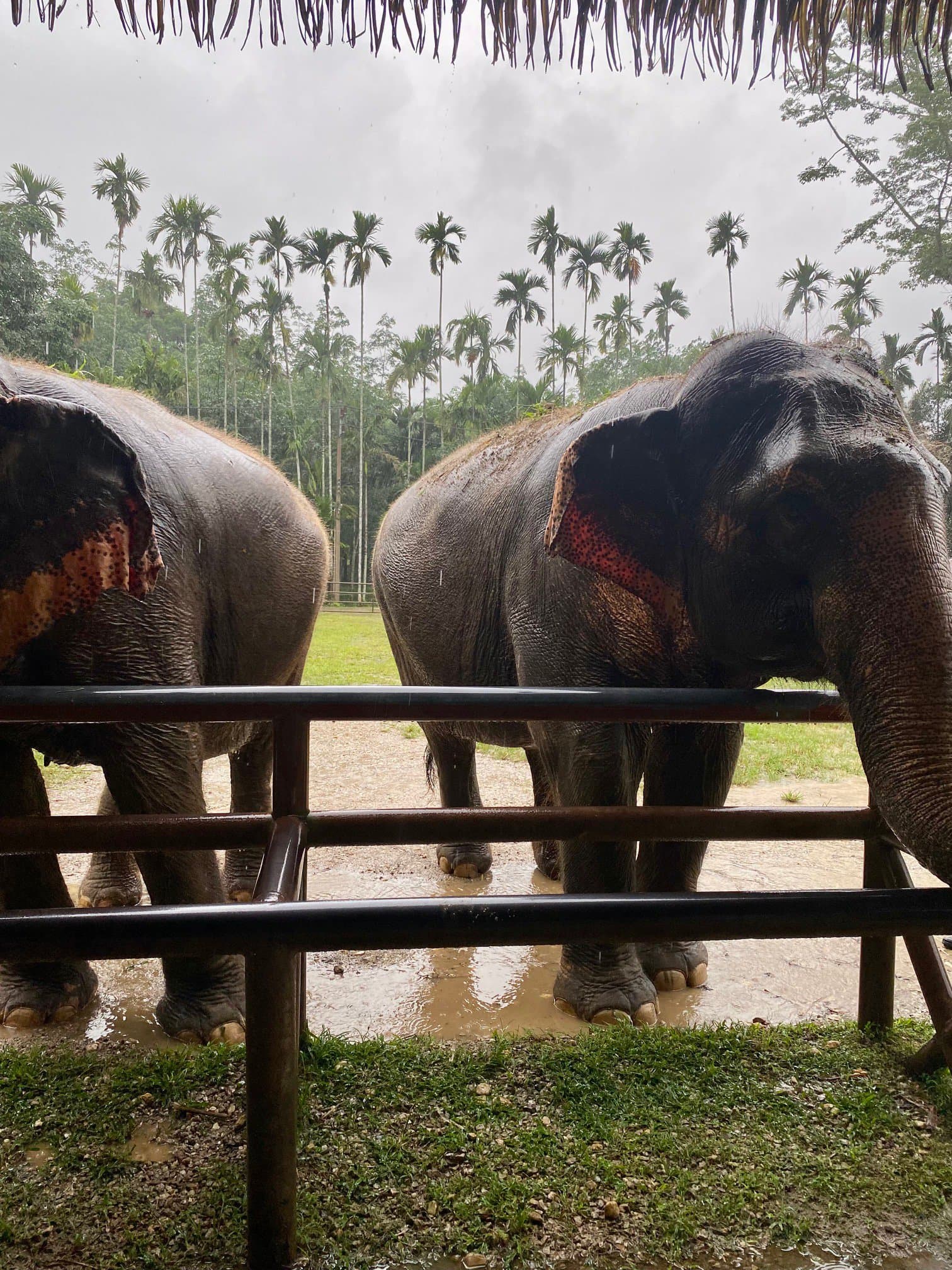 Guide to Elephants in Thailand | Ethical Advice - ETG Blog Guide to Elephants in Thailand | Ethical Advice - ETG Blog
