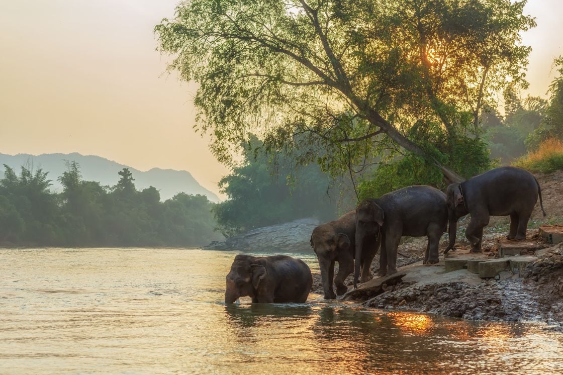 Elephants bathing in Thailand