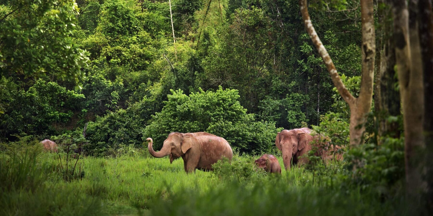 wild elephants in Thailand