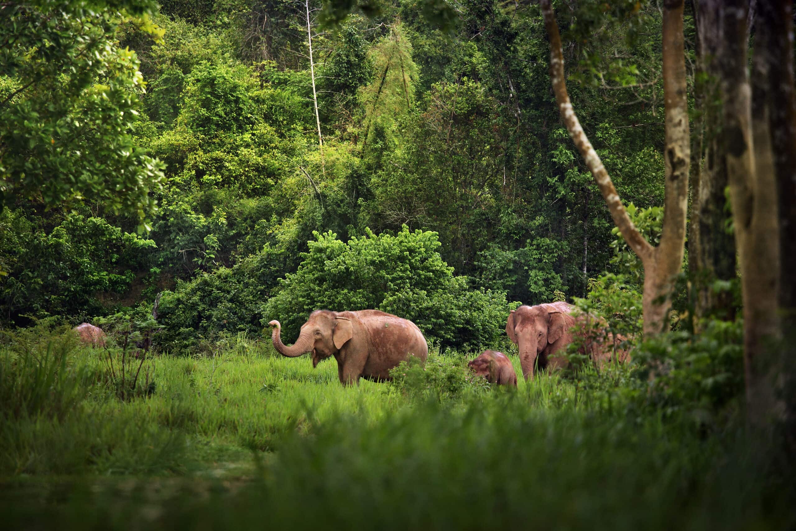 The Habitat of Elephants in Thailand