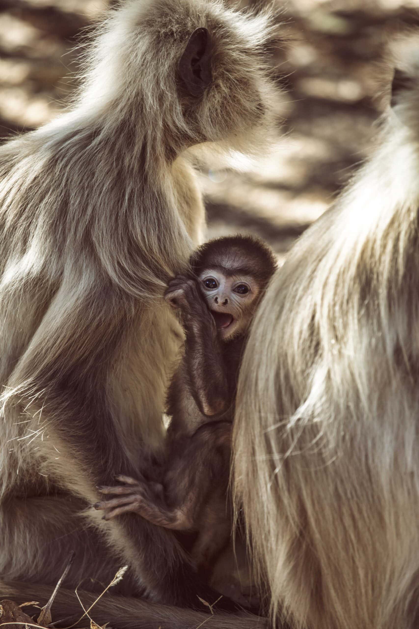 Walking safari in national park in Madhya Pradesh