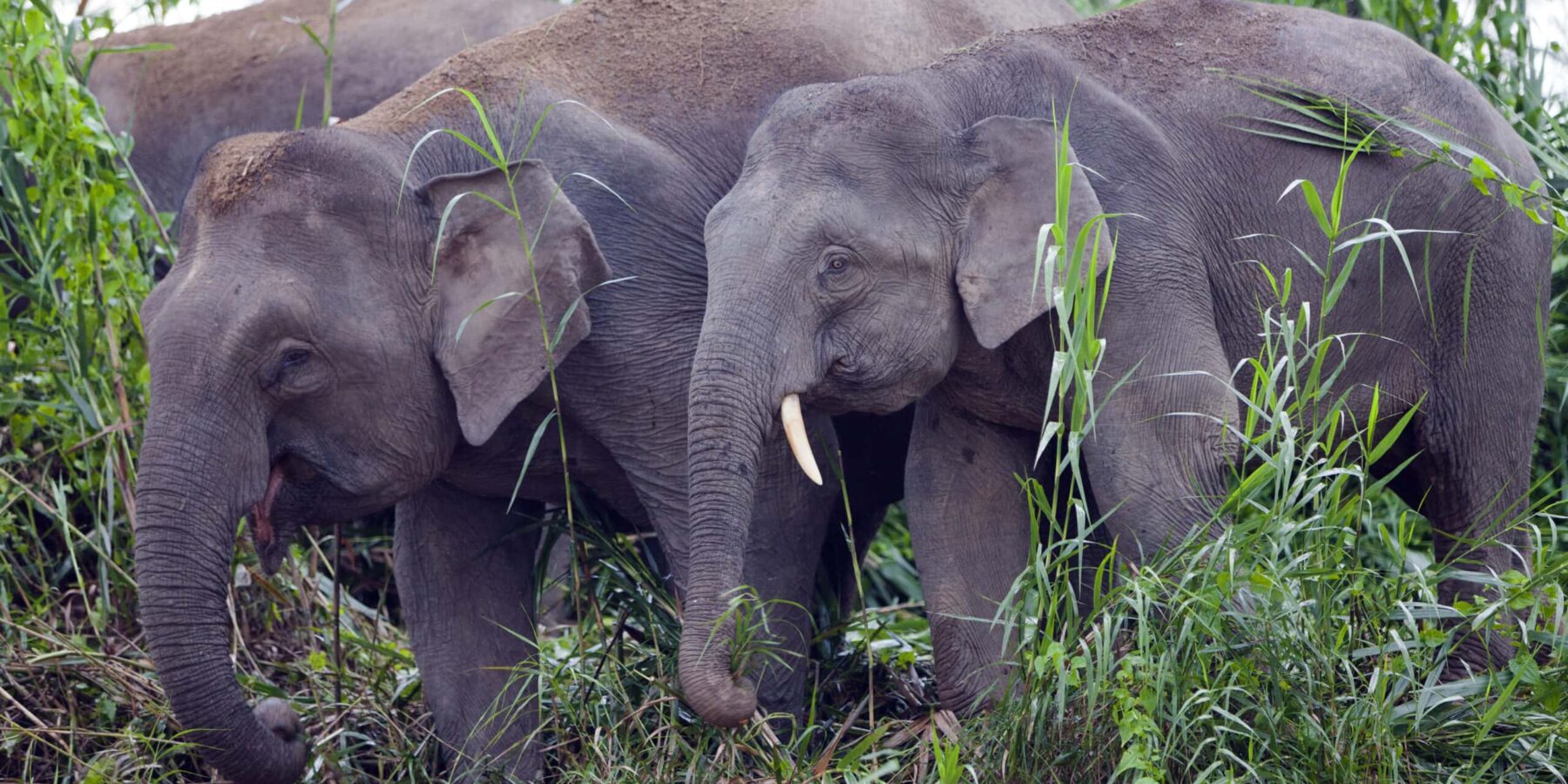 Pygmy elephants on the Kinabatangan River, Sabah.