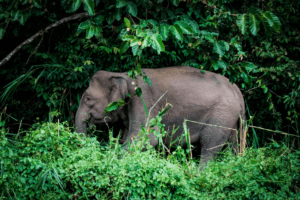 Pygmy Elephant standing at the edge of the rainforest in Borneo.