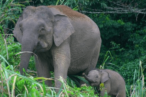 Matriarch Pygmy Elephant with a calf raising its trunk in Borneo.