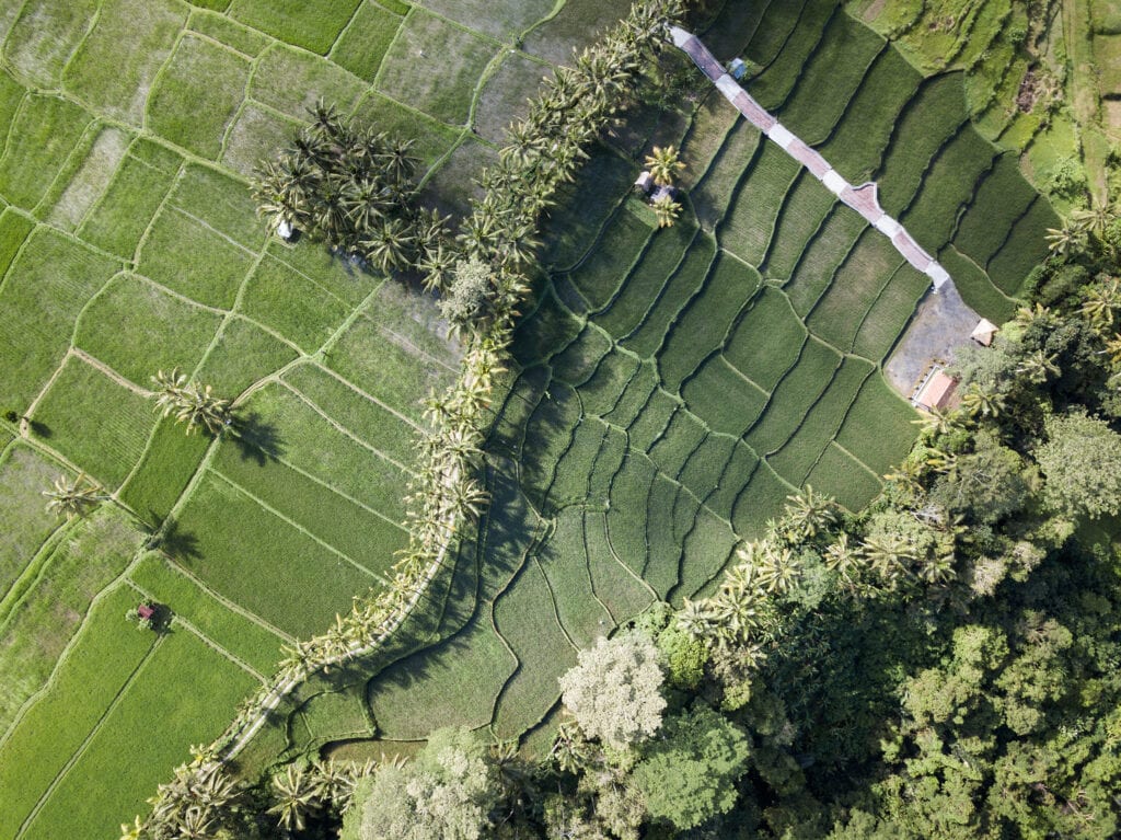 Rice Paddy Cambodia