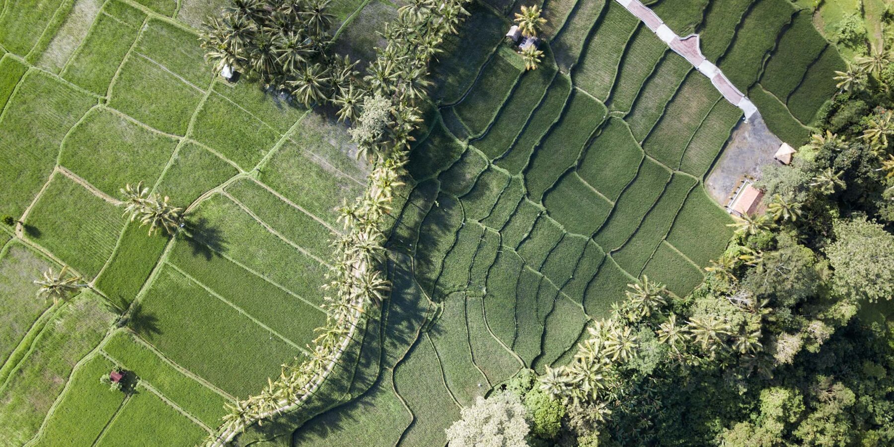 Rice Paddy Cambodia