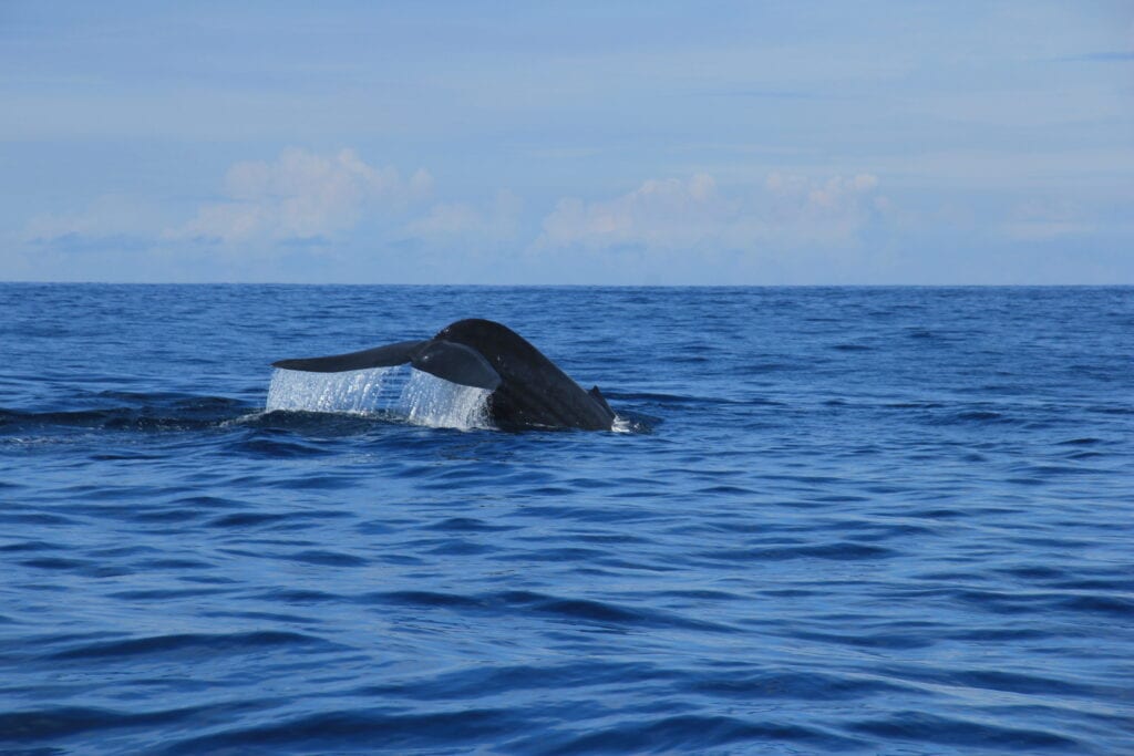 A whale spotted during a whale watching tour in Mirissa