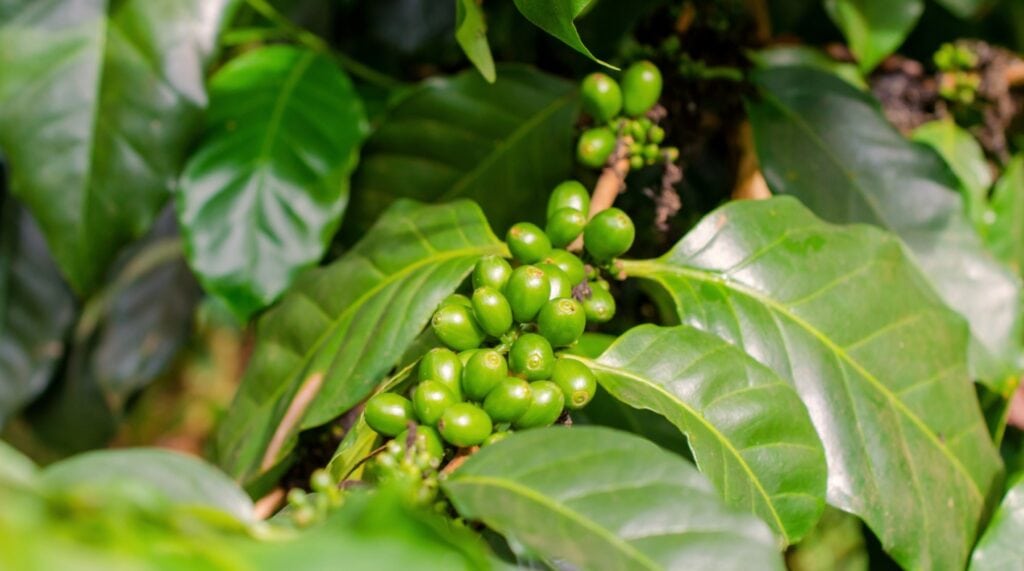 Close-up of a coffee plant