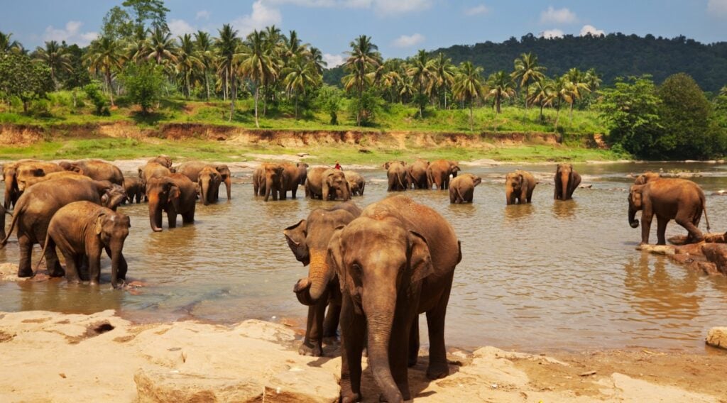 A group of elephants bathing in a river in Sri Lanka with a palm tree forest behind