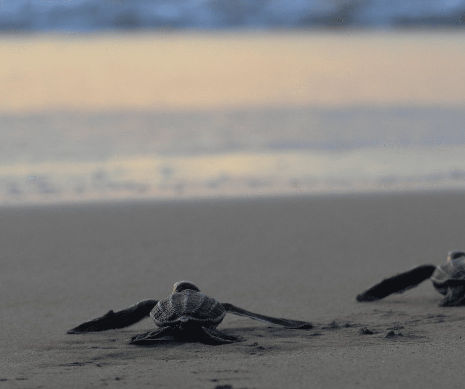 Leatherback turtle heading into the ocean