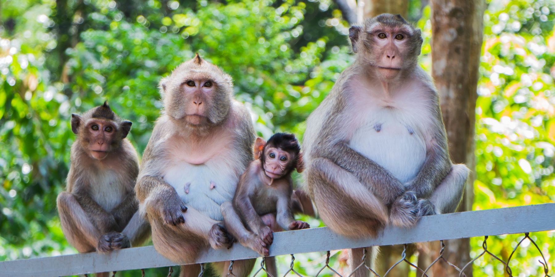Family of monkeys sitting on a fence