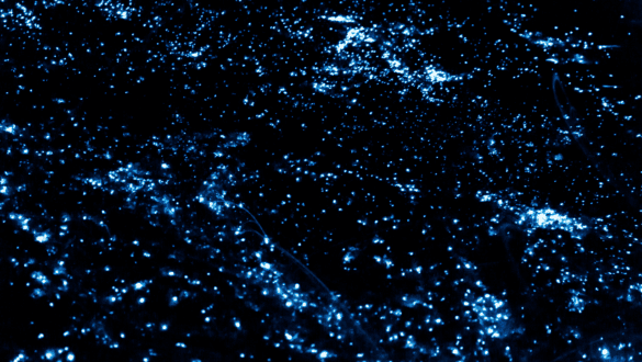 Specs of Bioluminescent plankton in the Maldives