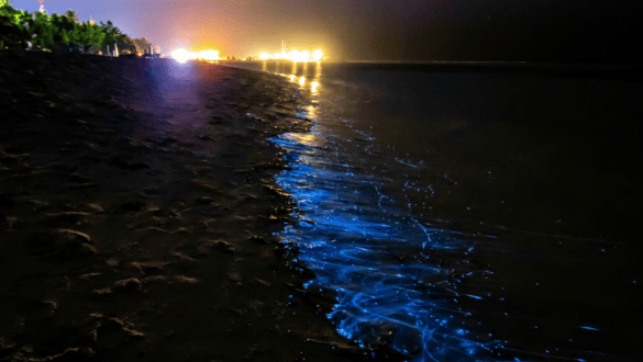 Long exposure shot of bioluminescent shoreline on a beach in the Maldives