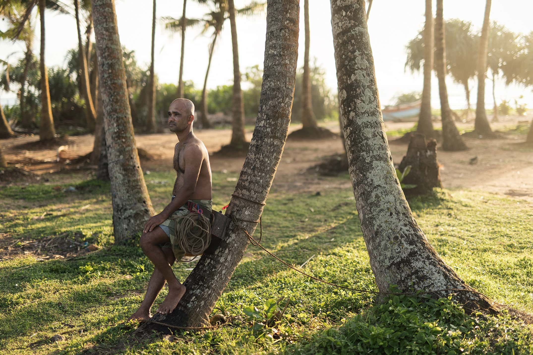 a sri lankan toddy tapper rests against a tree in the setting sun