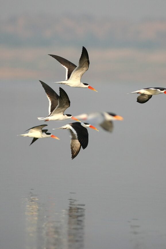 Chambal River -Indian Skimmers, Image by Eling Lee
