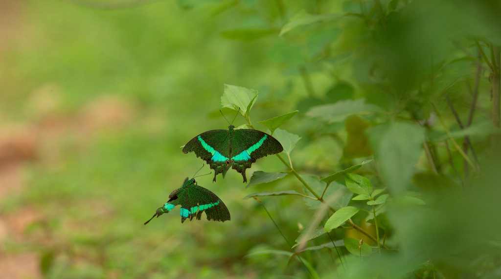 Ceylon butterfly