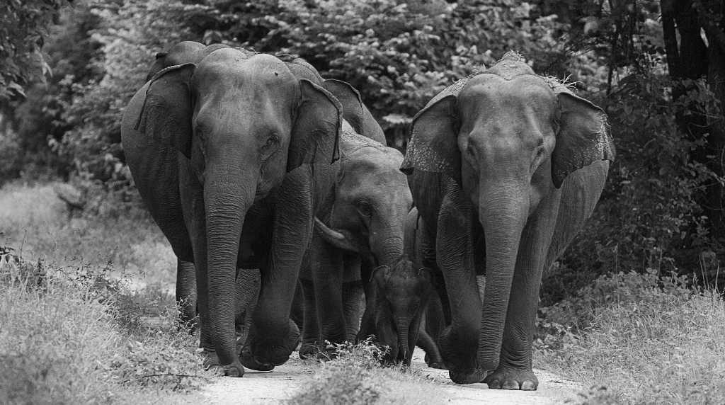 ceylon elephants