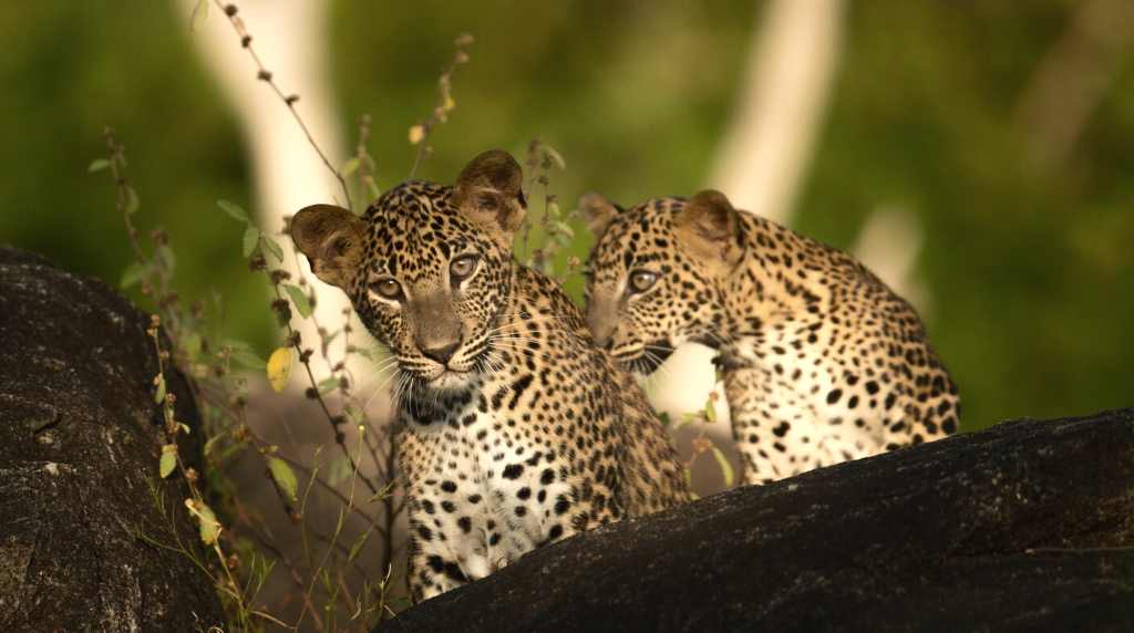 yala-leopards