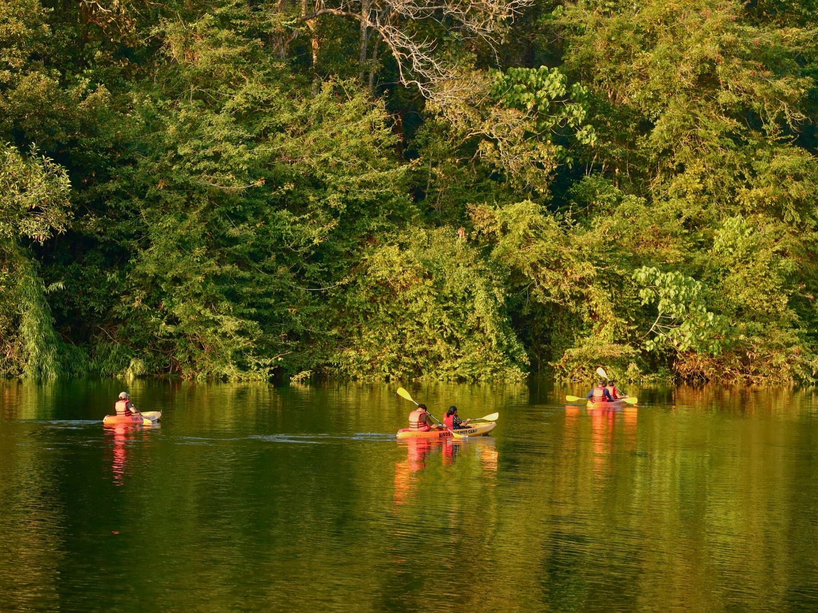 kayaking birds munnar camp