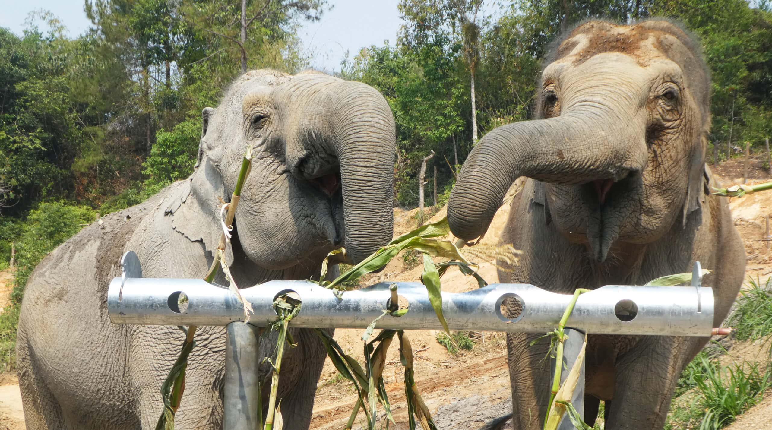 elephants at changchill elephant sanctuary