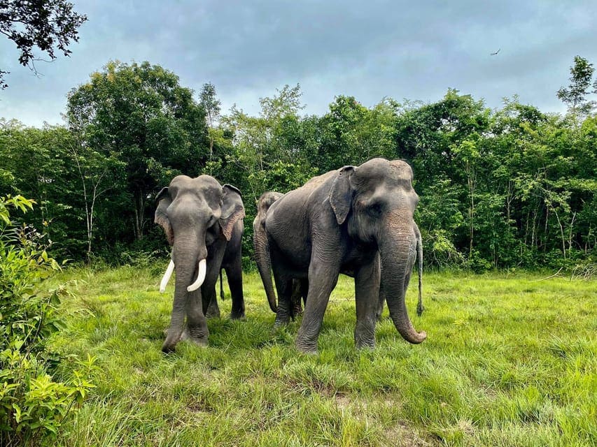 Rescued elephants at Kulen forest sanctuary