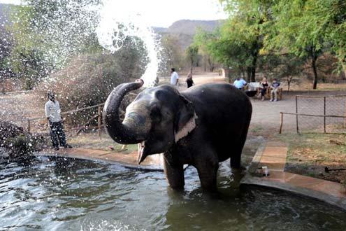Dera Amer Elephant Experience