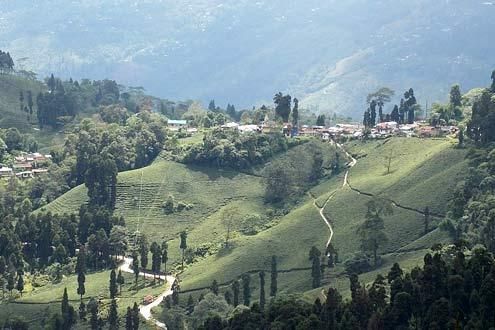 Darjeeling Tea Gardens