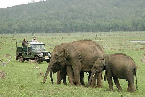 Elephant Safari Game Drive