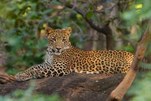 Satpura Walking, Canoeing & Jeep Safaris