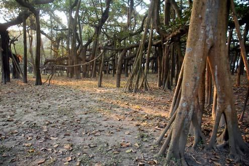 Calcutta Botanical Gardens