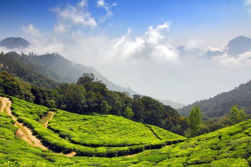 Palakkad Plantation Tour