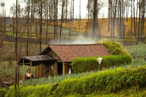 Visit Tosari Village en route to Mt Bromo