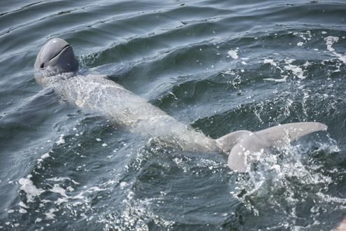 Irrawaddy Dolphin Cruise