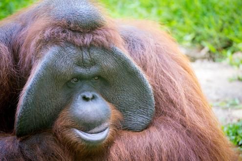 Semenggoh Orangutan Sanctuary | Borneo | Experience Travel