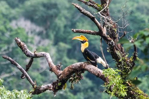 Bako National Park Birdwatching