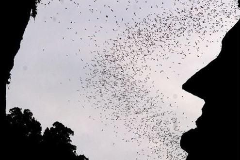 Explore Mulu's Deer and Lang Caves