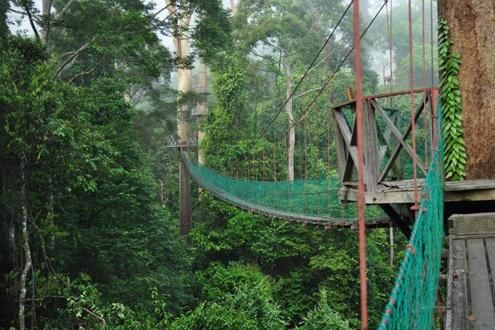 Danum Valley Trekking