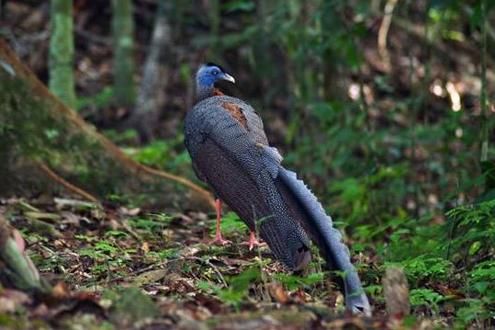 Danum Valley Birdwatching