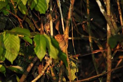 Danum Valley Night Walk