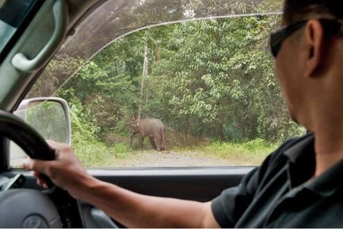 Danum Valley Elephants