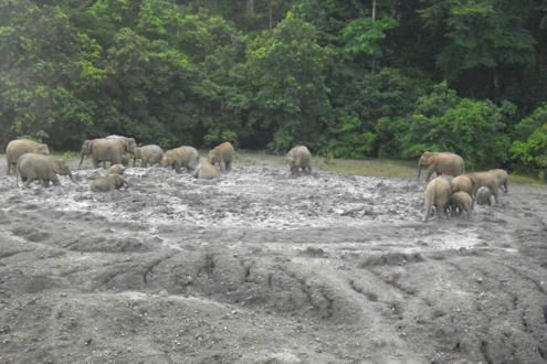 Tabin Wildlife Reserve Lipad Mud Volcano 